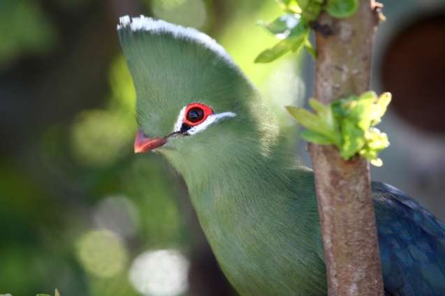 Knysna touraco on the garden route