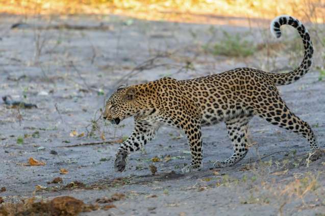 Chobe leopard Botswana Big 5 safari