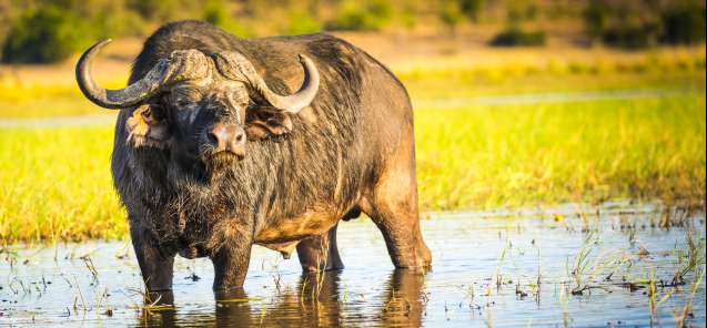 Buffalo on Big 5 Safari