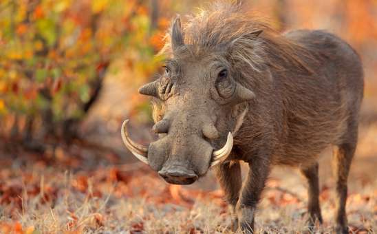 Pumba on safari in Africa