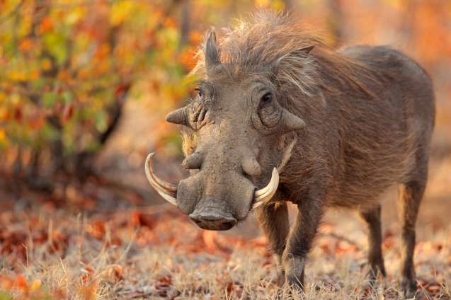 Pumba on safari in Africa