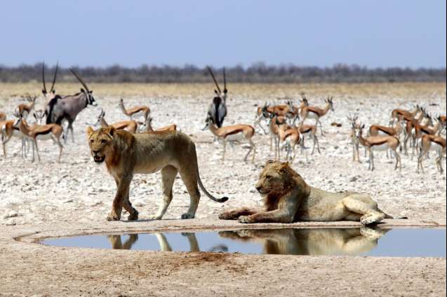 Lions at the waterhole etosha national park