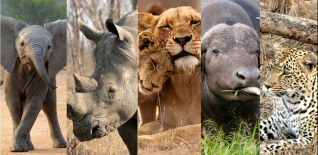Kruger Big 5 banner