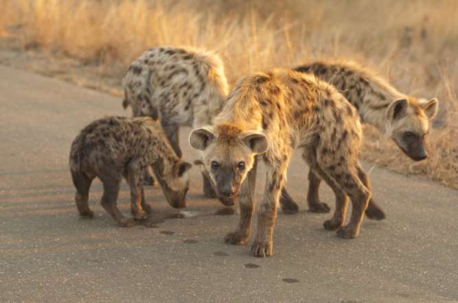 Hyena on Kruger Safari