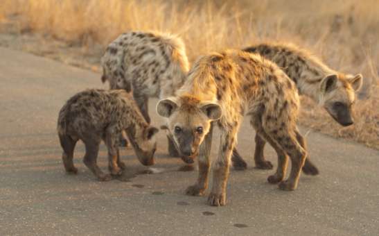 Top Kruger National Park Attractions