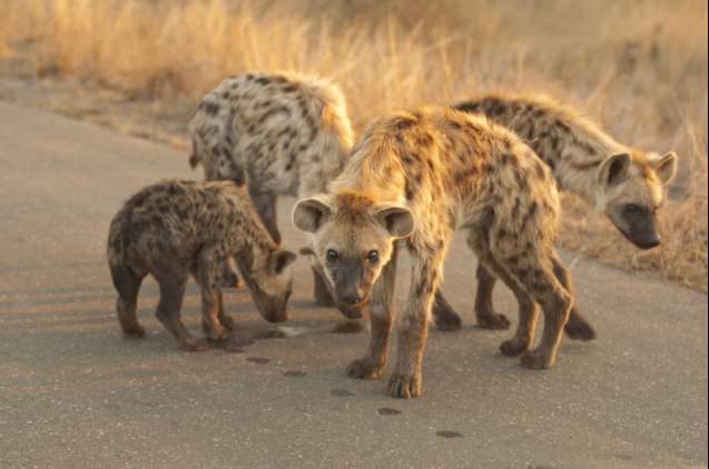 Hyena on Kruger Safari