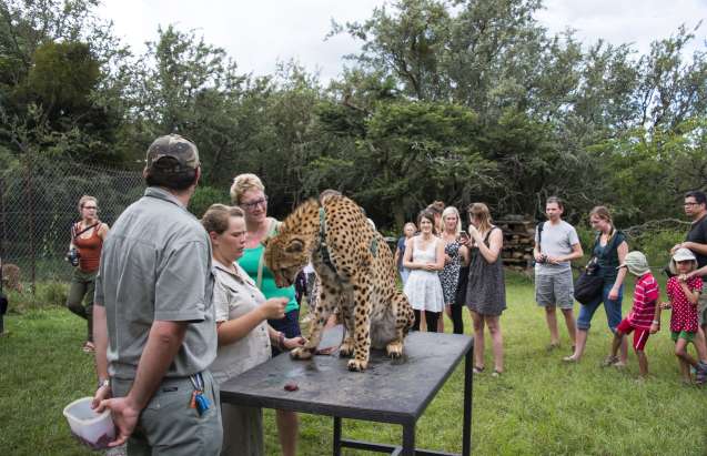 Moholoholo wildlife rehabilitation centre