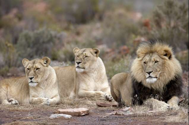Safari Cape Town South Africa lions