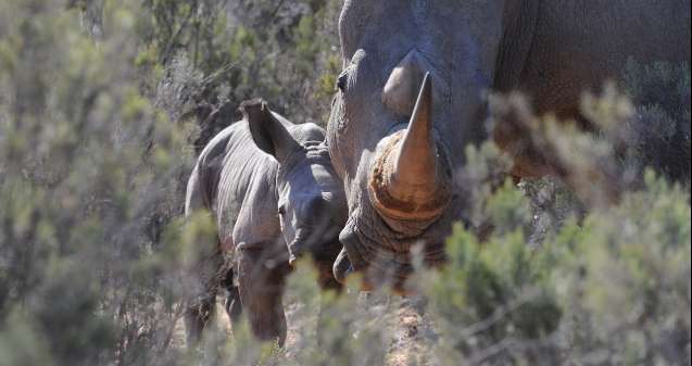 Aquila safari rhinos