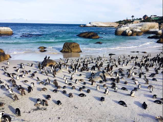 Cape Town tour, Boulders beach