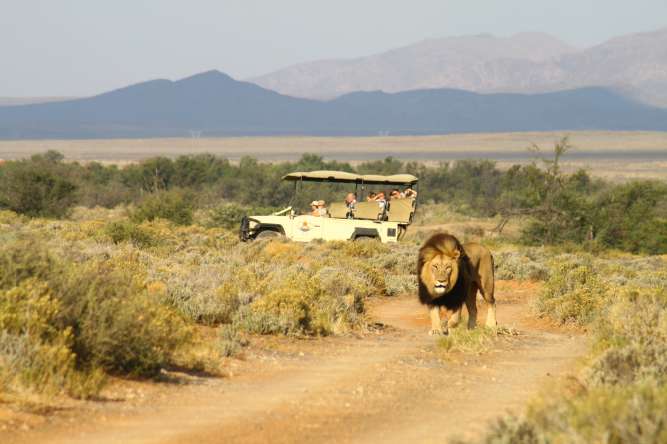 Cape Town safari tours, Inverdoorn lion