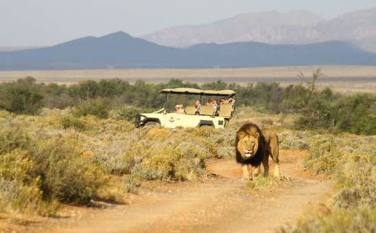 Best Short Cape Town Safari Tours: Affordable 1 to 4 Day Trips