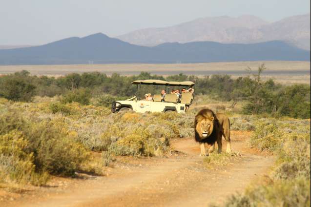 Cape Town safari tours, Inverdoorn lion