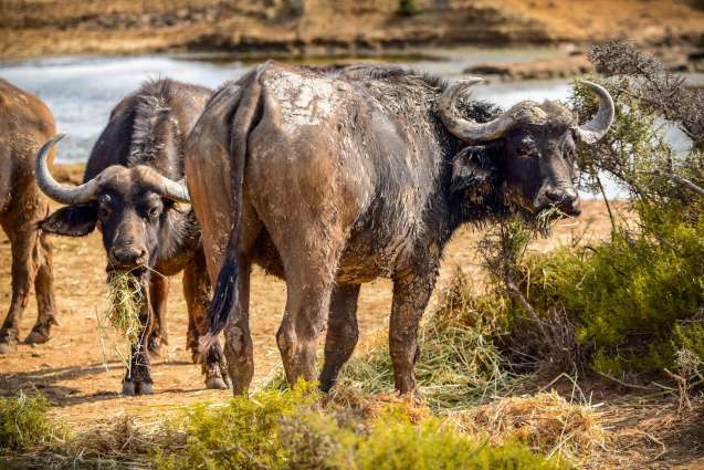 Mont Eco Cape Town safari buffalos