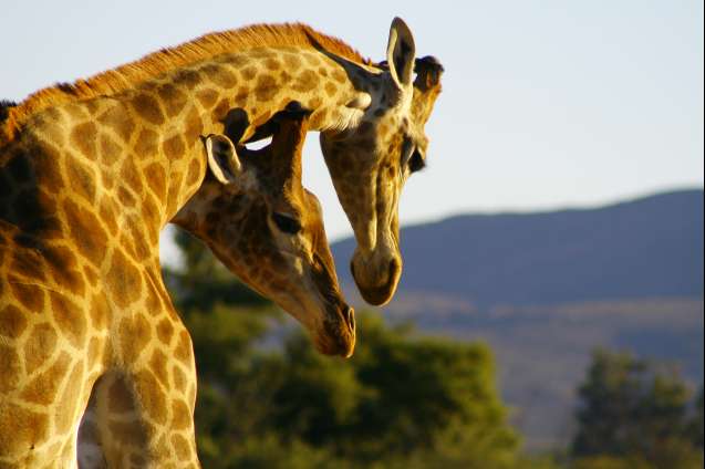 Safari Cape Town South Africa giraffes