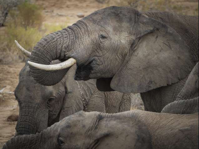 Sanbona safari elephants