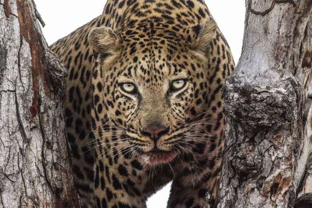 Umkumbe Kruger and Cape Town Safari