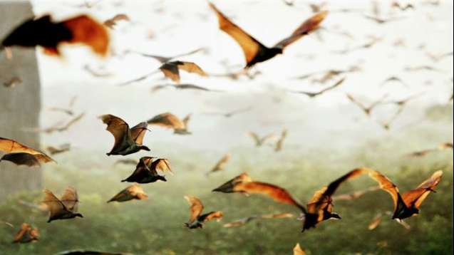 Bat Migration Zambia