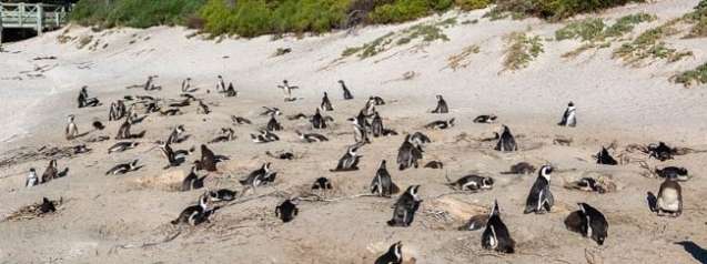 African Penguins