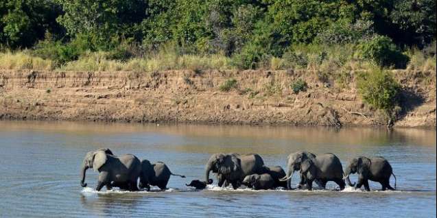 Elephants crossing the Luangwa River