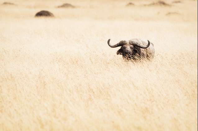 Big 5 Kenya safaris from Nairobi