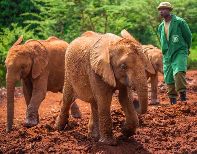 Sheldrick Wildlife Trust Nairobi Kenya