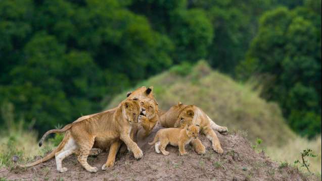 Tanzania safari lion family