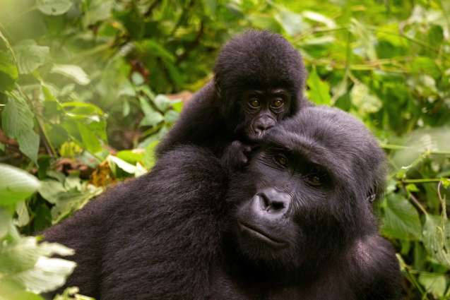 Uganda gorilla safari