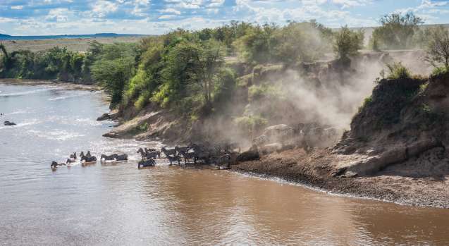 Animals waiting to cross the mara river serengeti tanzania