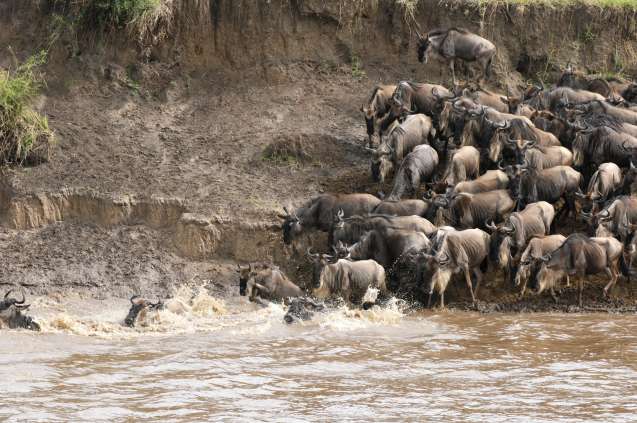 Mara river crossing serengeti tanzania