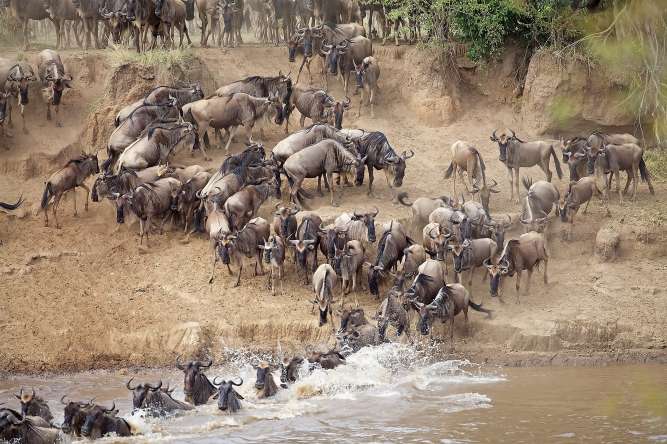 The great wildebeest migration serengeti tanzania