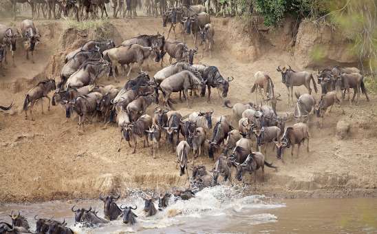 When is the Great Migration in Tanzania?