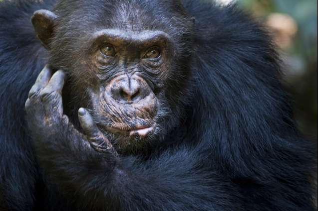 Chimpanzee in Mahale Mountains Tanzania safari