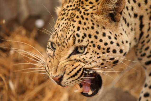 Kruger leopard South Africa safari