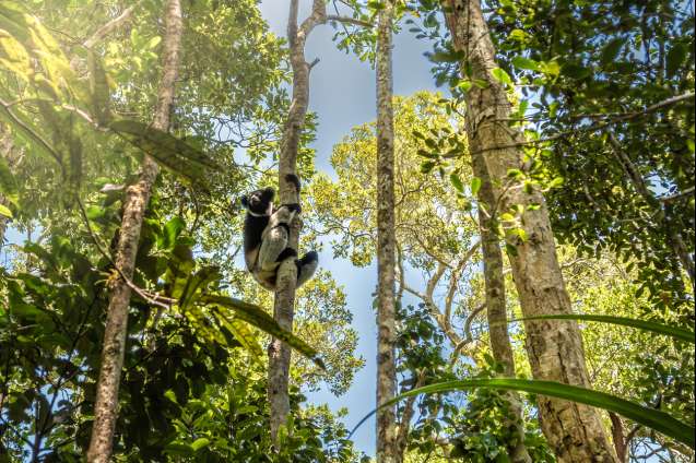 Giant Indri lemur - Andasibe-mantadia national park