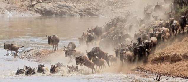 Serengeti Great Migration
