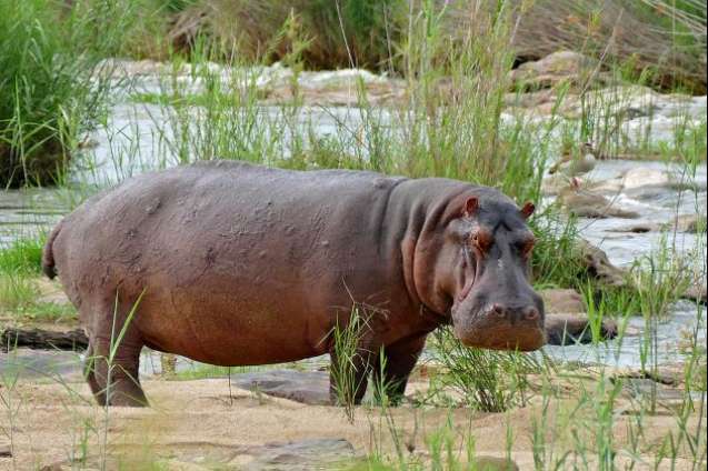 Hippo, Kruger Park