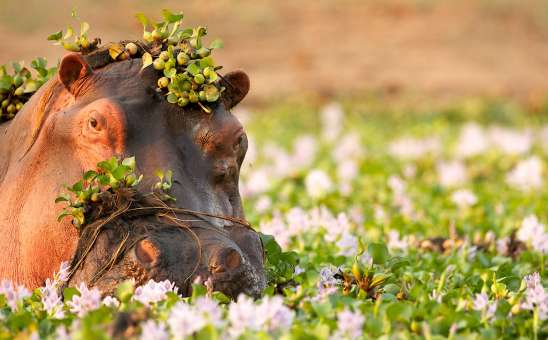 The Best Safaris in Africa for 2026