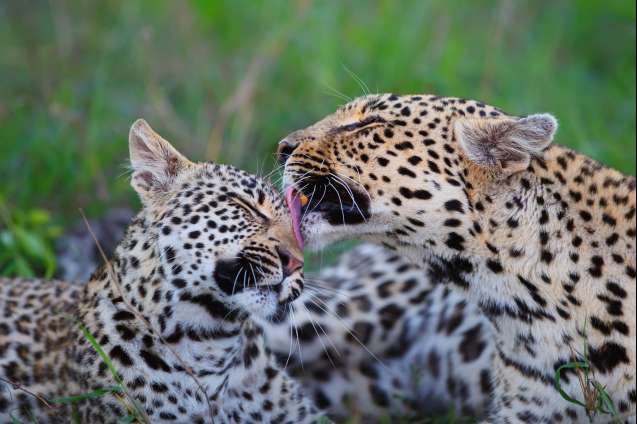 Leopards sabi sands best safari in africa