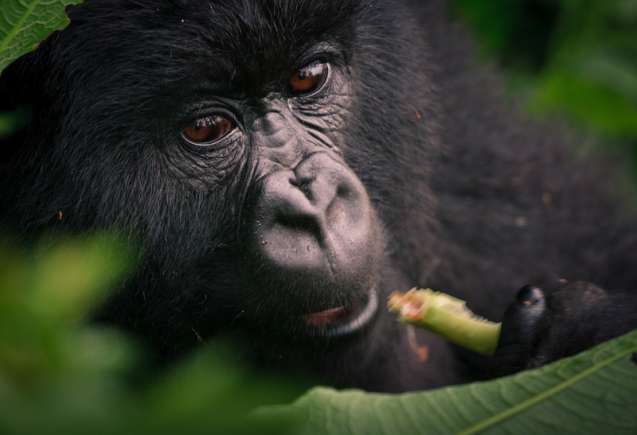 Volcanoes gorilla best safari in africa