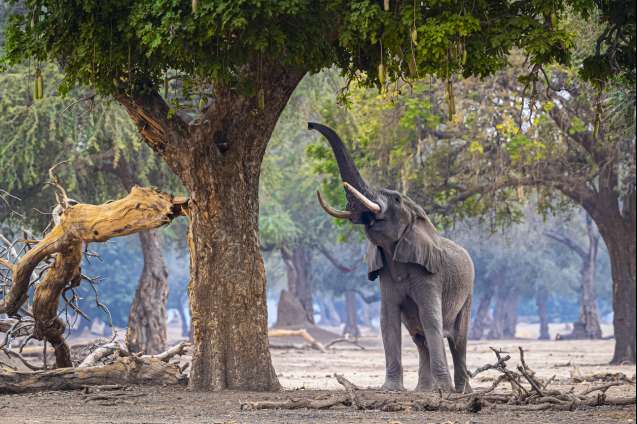 Zambia best safari in africa