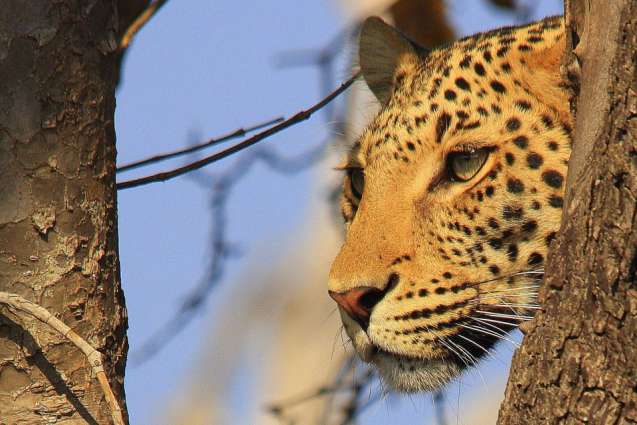 Chobe leopard, Botswana safaris
