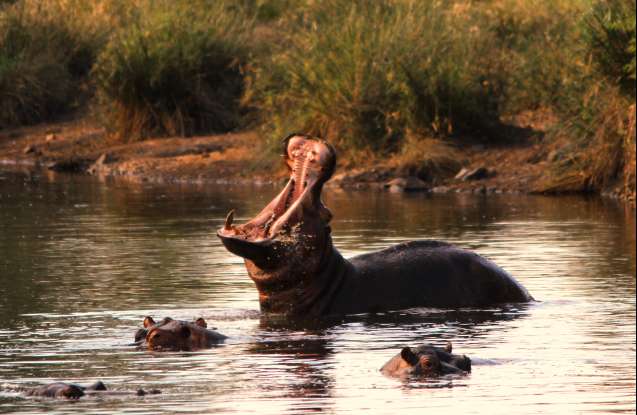 Hippo - kruger south africa