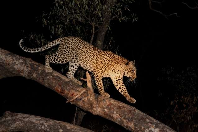 Nightsafarisouthafrica
