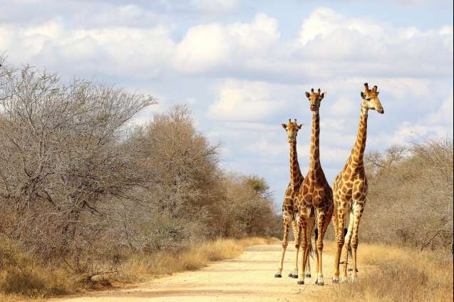 South africa safari kruger giraffe