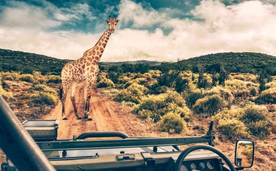 What Does a Day on Safari in South Africa Look Like?