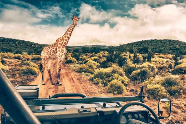 Southafricasafarigiraffe