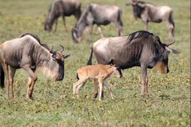 Serengeti wildebeest calf tanzania safari
