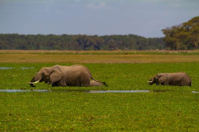 Amboseli Big 5 Safari - elephants