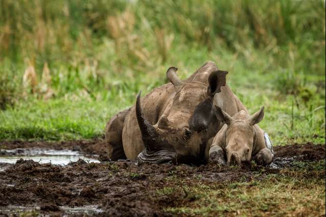 Big 5 Safari Kenya - rhinos